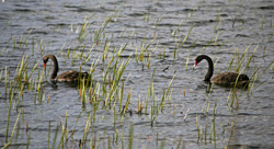Black Swans on Taupo