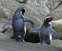Crested Penguins