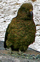 NZ Parrot
