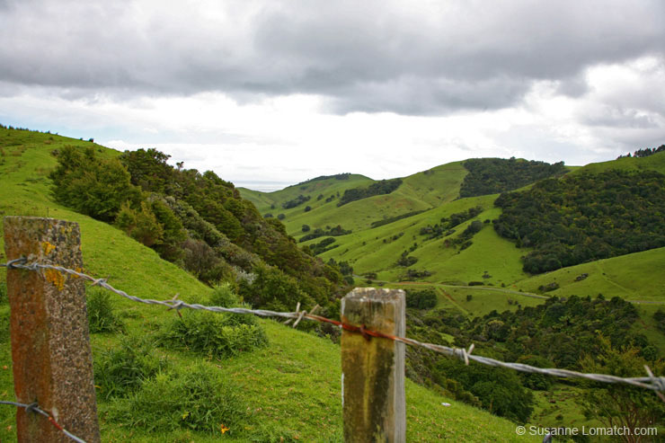 "Coromandel Countryside"