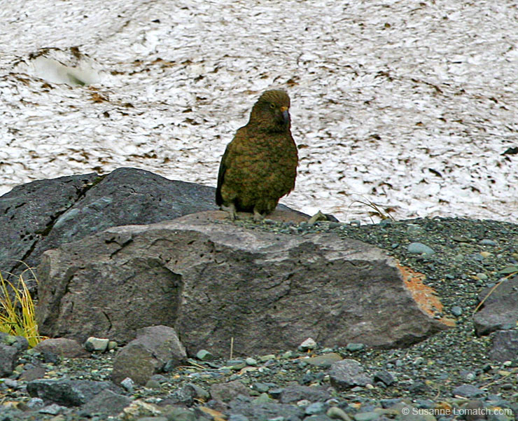 "NZ Parrot"