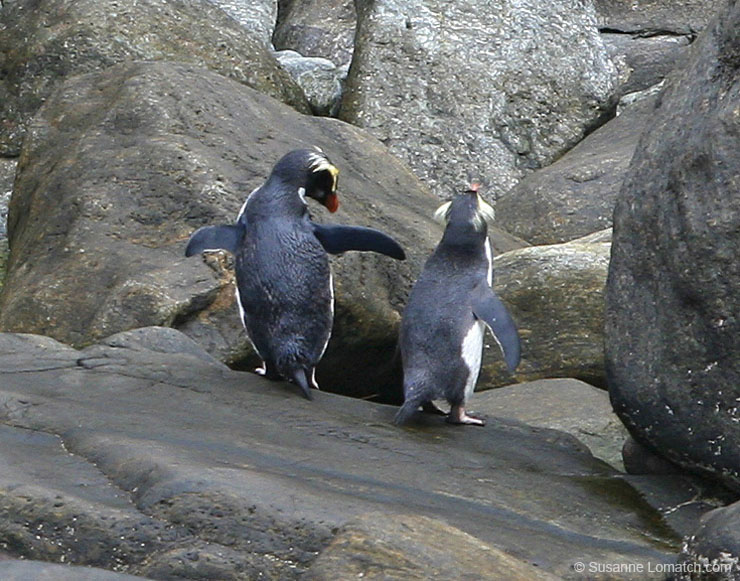 "Fiordland Crested Penguins"