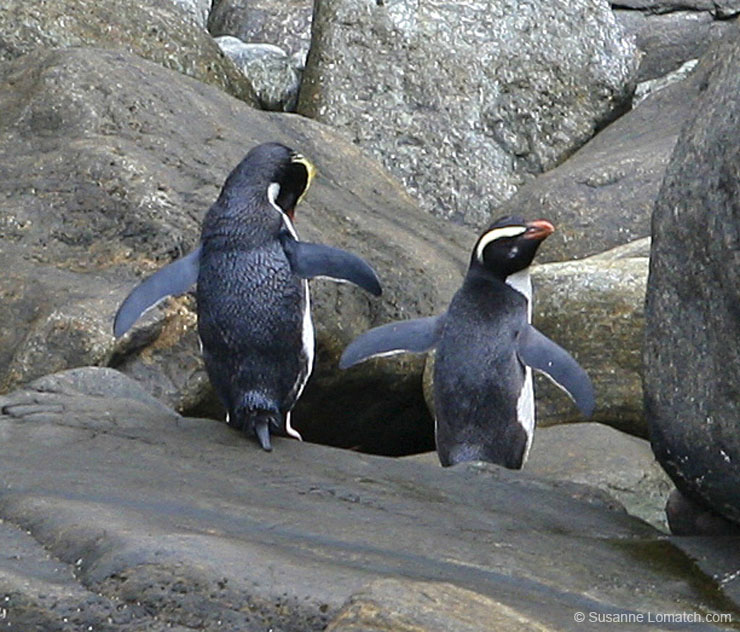 "Fiordland Crested Penguins"