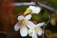 D1-CuriousFlora-1602