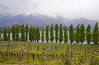 G6-WanakaVineyard-2250