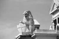 K1-Lion2InsetBW-3330