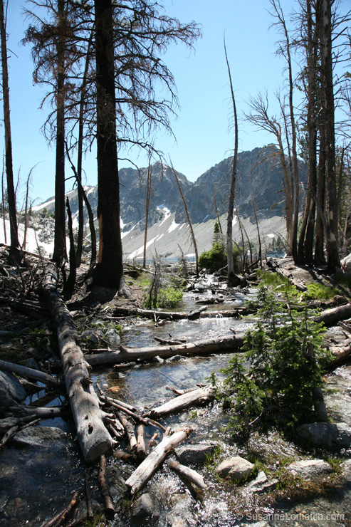 "Lake in the Trees"