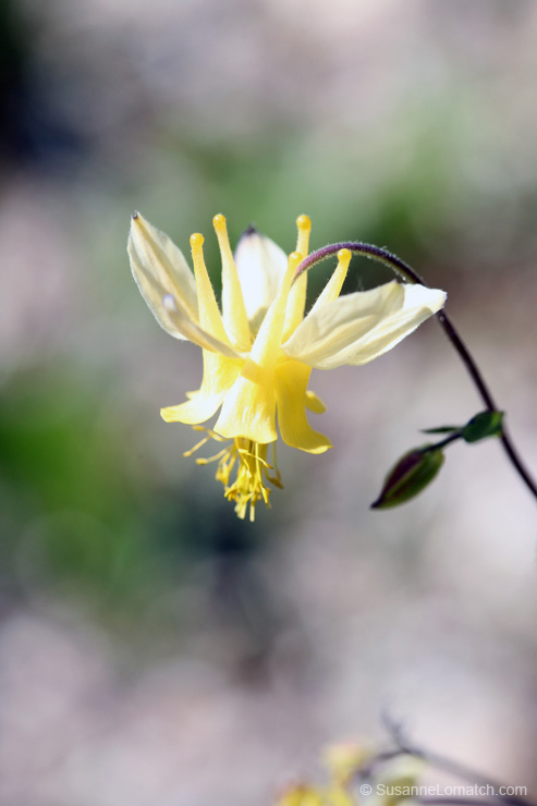 "Yellow Royal"