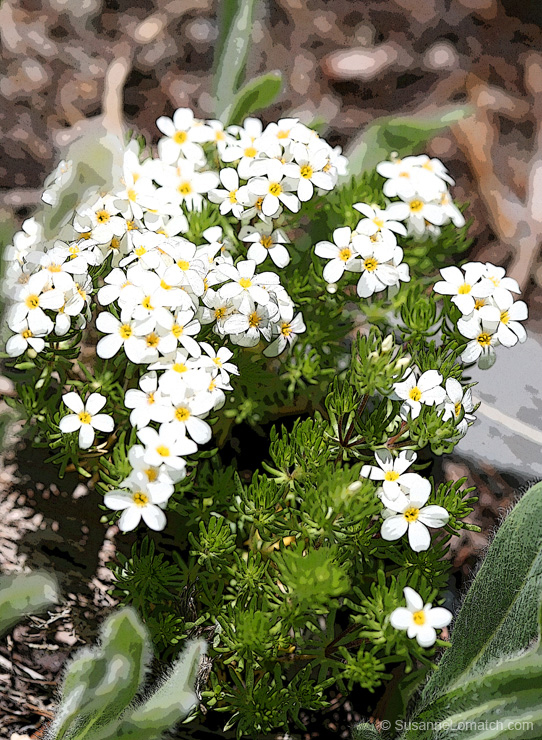 "Styled Phlox"