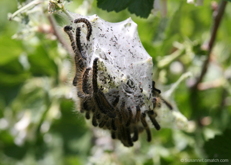 "Cocoon 1"