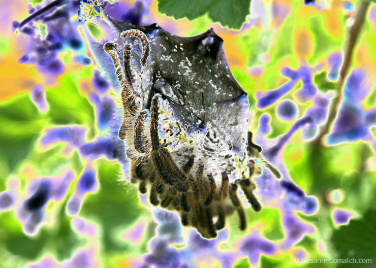 "Cocoon 3"