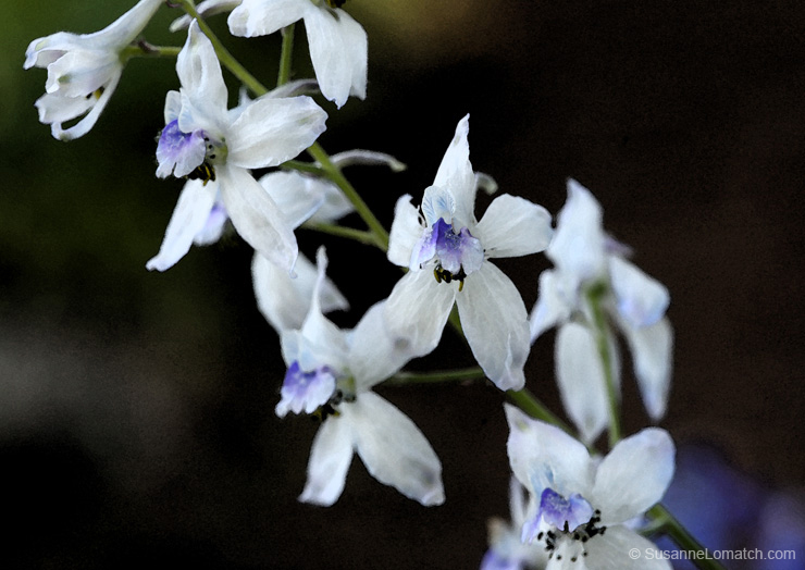 "Paper Orchids"