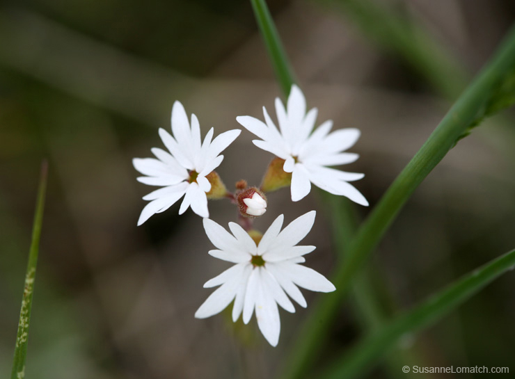 "White Blossoms"
