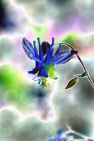 070Alien-Royal-0852