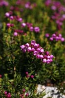075Heather-0868