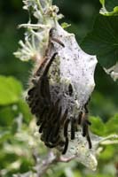 078Cocoon2-0464