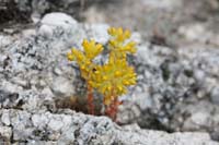 089Rock-Flowers-0506