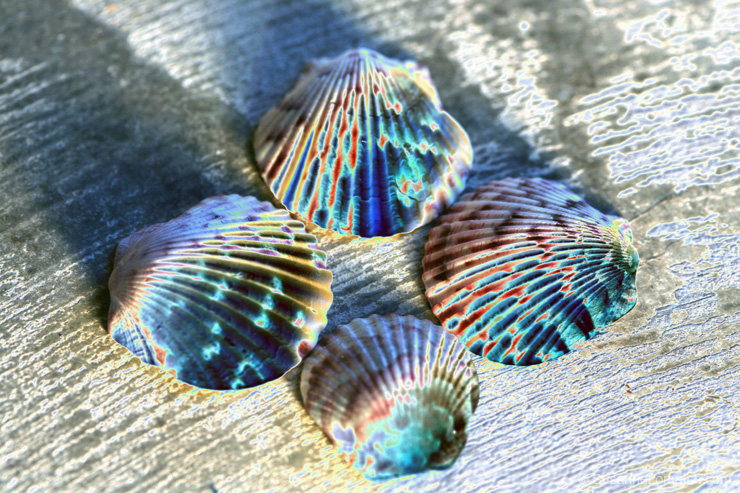 "Shell Game"