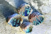 90Shell-Game-0913