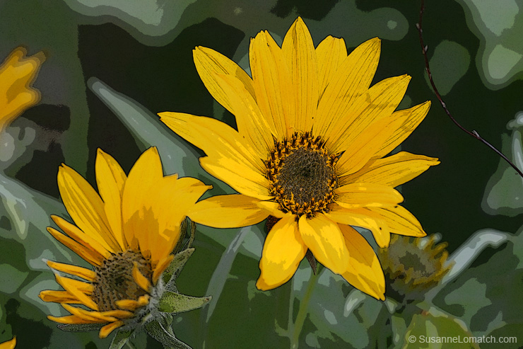 "Idaho Daisy"