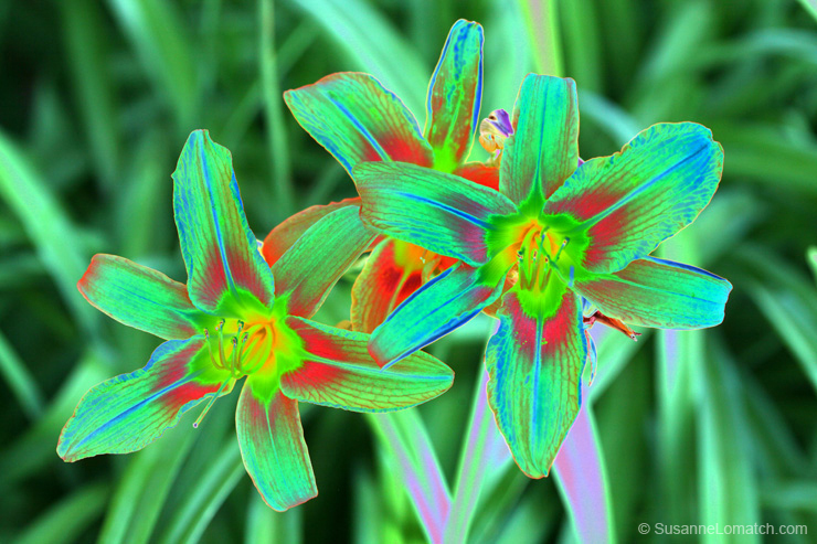 "Verdant"