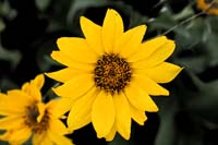 913IdahoDaisyS4_0160-72dpi