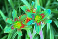 925Verdant-0549