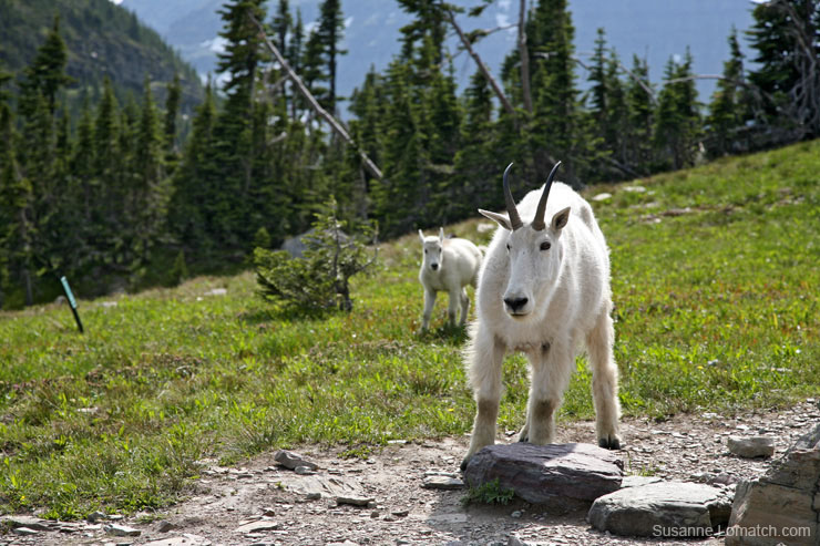 "Hungry Goat #1"