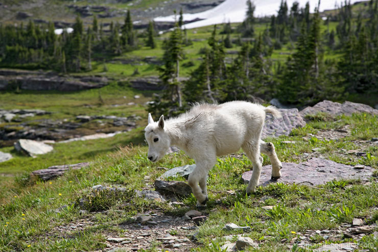 "Baby Goat #1"