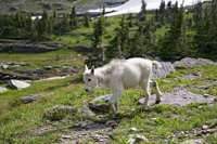 BabyGoat-6144