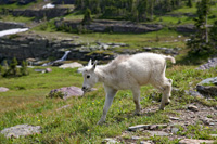 BabyGoat-6145