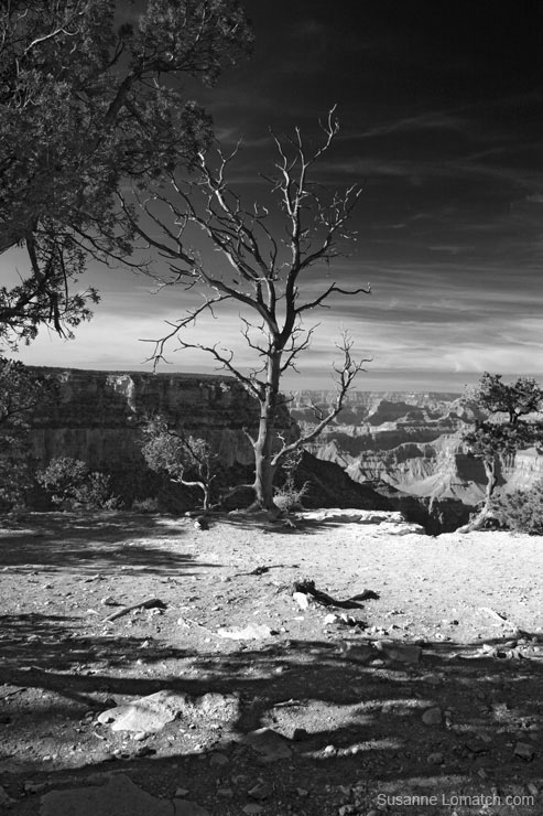 "Naked Vista"