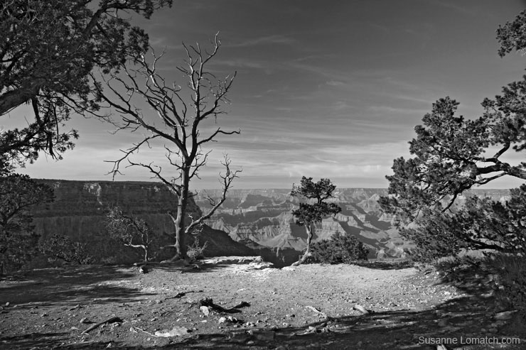 "Naked Vista"