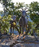 Curious-5543