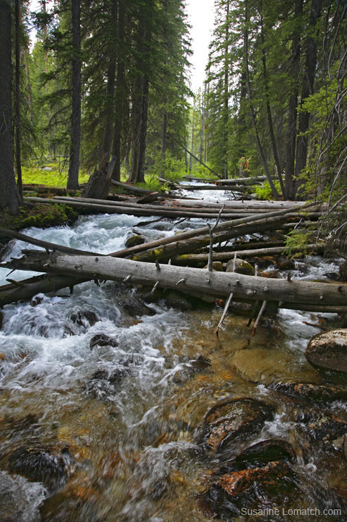 "Fish Hook Creek"
