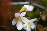 CuriousFlora-1602