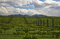 VineyardScene-1925