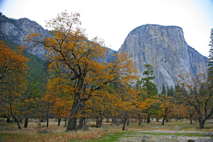 "Capitan Late Fall"
