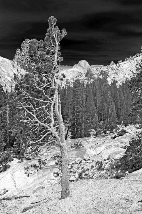 "Framing Half Dome"