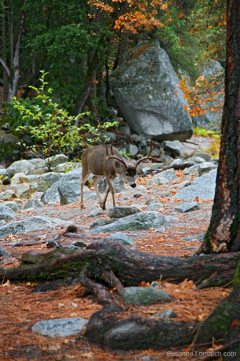 "Whitetail"