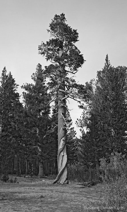 "Sierra Juniper"