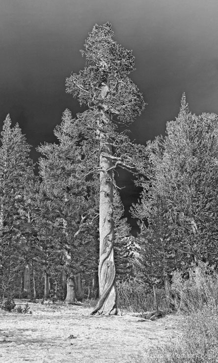 "Sierra Juniper"