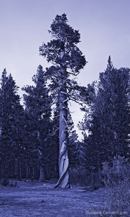 "Sierra Juniper"