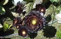 CactusRose-Fr17-DI-N-72dpi