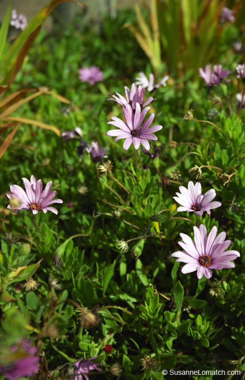 "Coastal Daisy"
