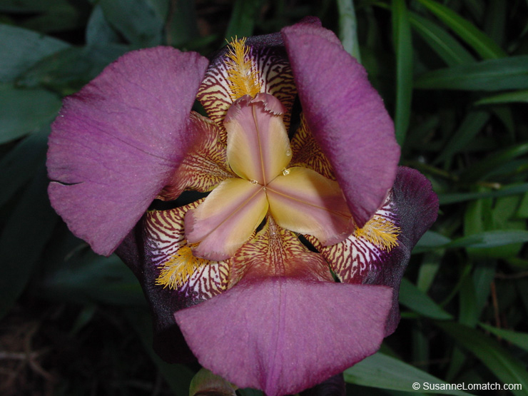 "Orchid"