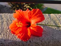 Hibiscus-72dpi