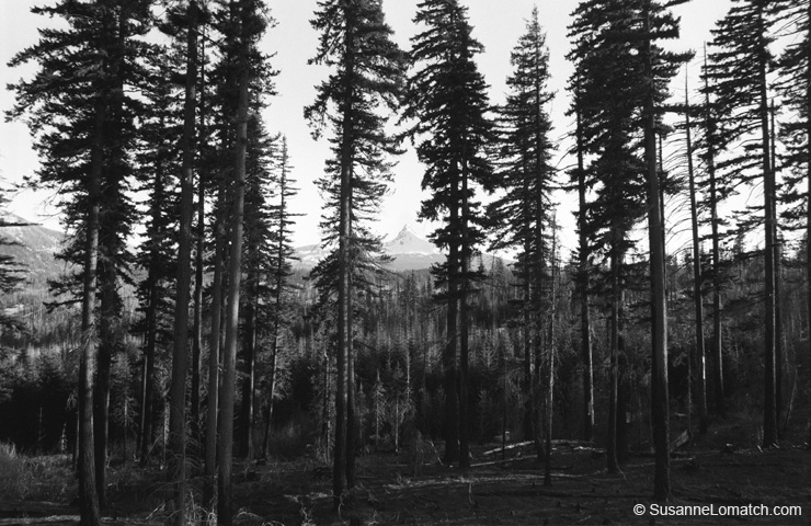 "Jack's Forest"