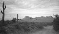 Sonoran-Fr6-DINGNG18-72dpi